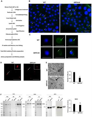 Role of Phosphorylated Gonadotropin-Regulated Testicular RNA Helicase (GRTH/DDX25) in the Regulation of Germ Cell Specific mRNAs in Chromatoid Bodies During Spermatogenesis
